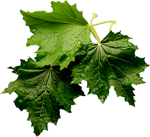 Hoja de Parra 4