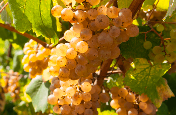 Uvas Albarino