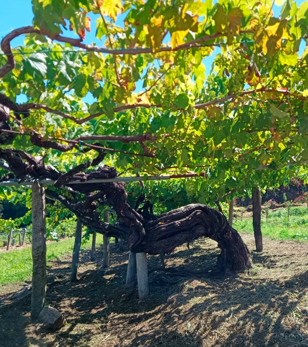 Vinedo Milenario 2
