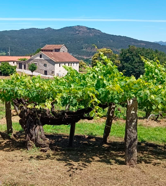 Vinedo Milenario
